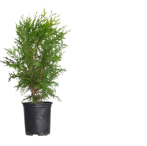 Thuja Arbusto Natural - Conífera para Exteriores - Seto Natural