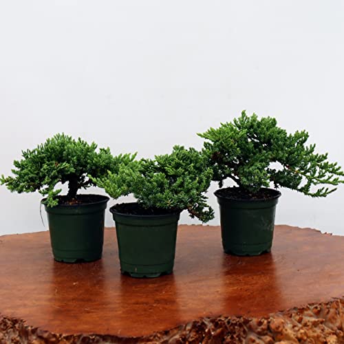 Bonsai Outlet Windswept Juniper Bonsai Trees thumb #2