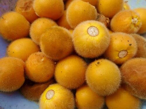 20 Solanum Ferox Seeds | Hairy Eggplant Tree | Terong Bulu Fruit Seeds #TOP1