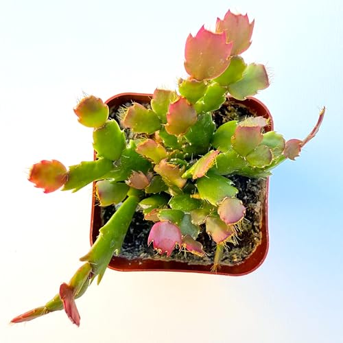 Live Succulent Plants - Assorted Varieties in Two Pot Sizes