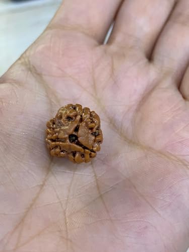Image of Arihant Gems & Jewels 3 Mukhi /Faced Nepali Rudraksha | Natural & Certified | Astrological Three Mukhi /Faced Rudraksha | Positive Effect | Unisex Both for Men & Women.