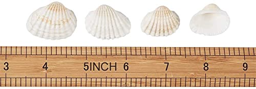 Image of Small Tiny Sea Shells White Clam Bulk Natural Seashell for DIY Craft Home Decor Vase Fillers