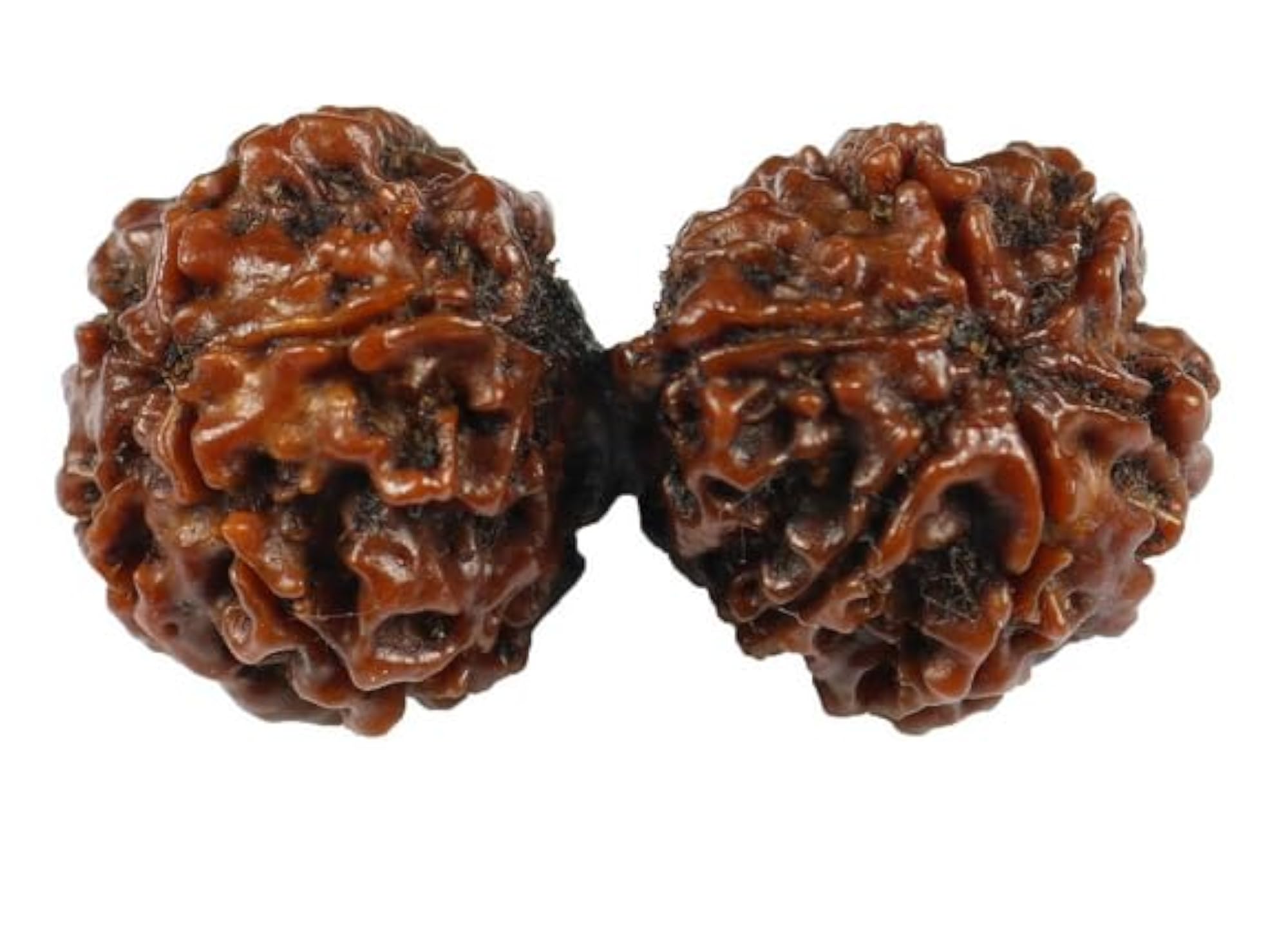 Purest Gauri Shankar Rudraksha, Certified Natural Pendant Making