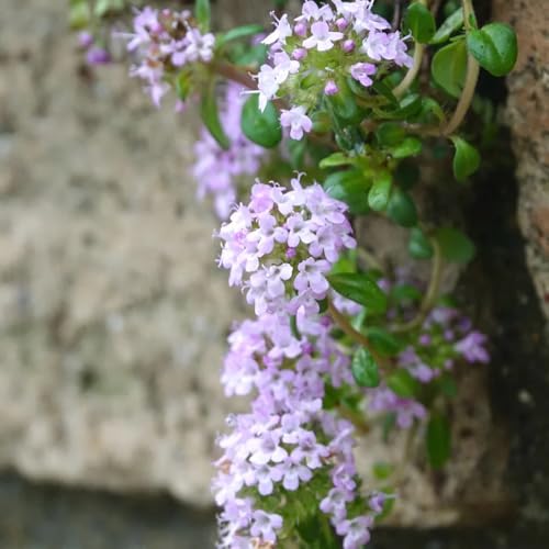 semi di timo, decorazione da giardino per esterni timo serpillo resistenti per il giardino di perenni autunnali resistenti, 500pcs