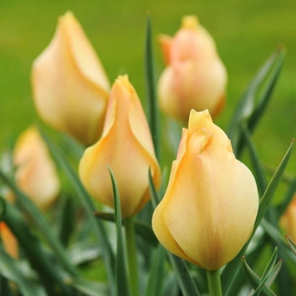 Amazon.co.jp: 3球□球根 原種チューリップ ブライトジェム きいろ