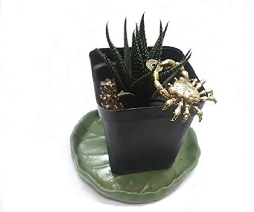 Dmtse Chinese Feng Shui Brass Mini Crab Crab Hand Clip Lucky Coin Decorated Statue Statue For Animal Sculpture Tea Sets Prop Collection Home Gifts #TOP5