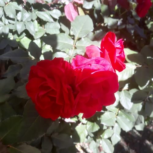 Flores e p&aacute;ssaros cover art