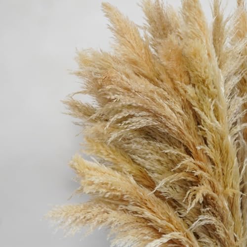 5 piezas pampas grass 50-60 cm decoración boho miniatura 1