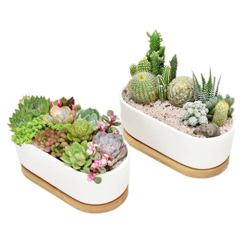 Irunfast 2 macetas de cerámica blanca para suculentas, maceta de cactus con bandeja de bambú, macetas de cactus para interiores y exteriores, macetas pequeñas ovaladas para decoración de oficina