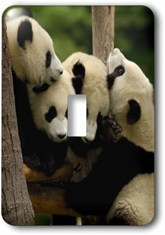 3dRose lsp_70203_1 Giant Panda Bears, Wolong China Conservation, China-As07 Pox0365 Pete Oxford Light Switch Cover image 4