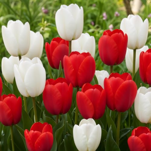 Bulbi Di Tulipano – 10 Tulipani Rossi E 10 Tulipani Bianchi – Bulbi Primaverili Olandesi Per Aiuole E Vasche Da Giardino – Bulbi Di Fiori – 20 Bulbi Di Fiori – Senza Semi, Non Artificiali