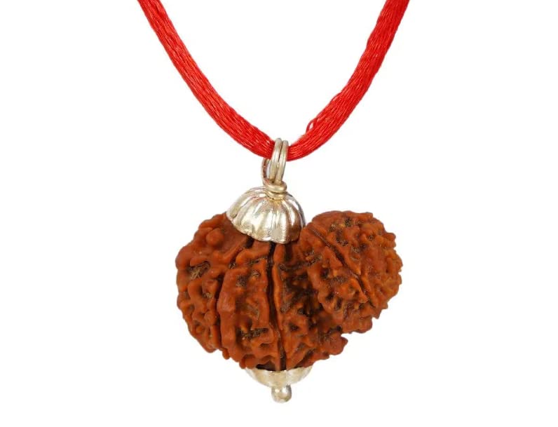 IRIS GEMS 10 Mukhi Gauri Ganesh Rudraksha Garbh Gauri Rudraksha Nepali Best Original with Silver Capping गर्भ गौरी रुद्राक्ष Rudraksha Mala गौरी गणेश रुद्राक्ष-image-23