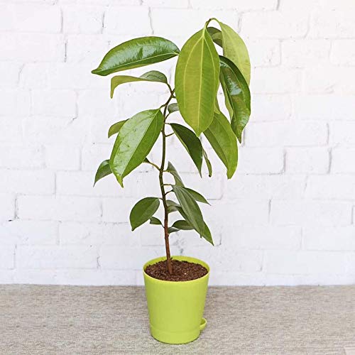 Plants Point Rare Dwarf Plant Bay Leaf (Tejpata) 1 Live Plant (1 feet Height) (B081NSGM28) Amazon Price History, Amazon Price Tracker