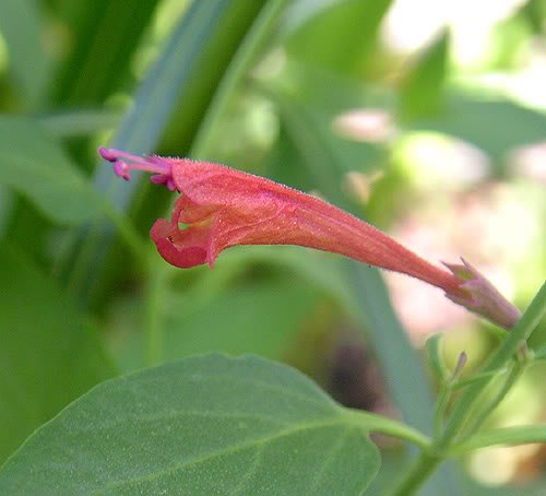 30 Red Agastache 'Heather Queen' Hummingbrid Mint Hyssop Flower Herb Seeds #TOP6