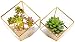 ElegantLife Succulent Terrarium, Geometric Decorative Cubic Moss Glass Tabletop Flower Plant Box Planter Gold 2 Different Size Set Gold (No Plant Included)