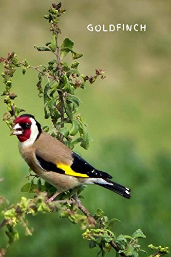 Goldfinch