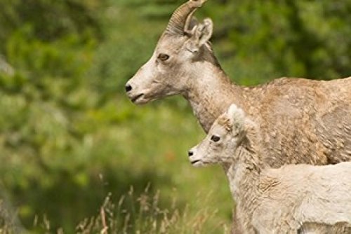 Bighorn Sheep Wildlife Peter Lougheed Park Alberta plakat wydruk autorstwa Paul Colangelo (36 x 24)