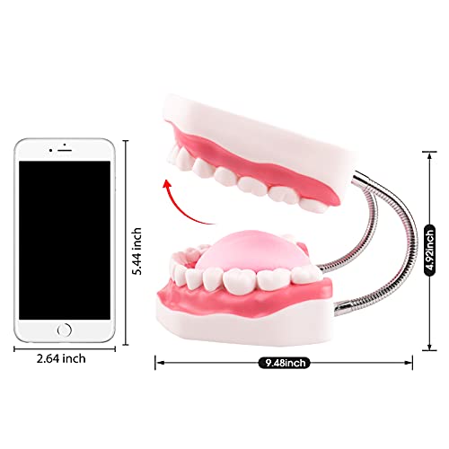 Ultrassist Mouth Model Metal Hinge For Speech Therapy, Ideal Brushing Teaching Dental Teeth Model For Kids And Children, 6 Times Enlarge, Includes Toothbrush #TOP6