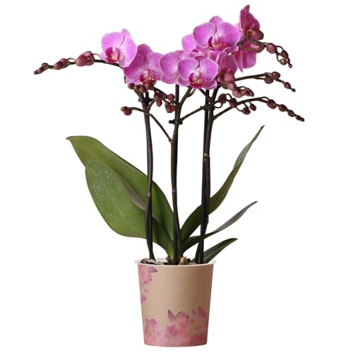 Orchid Phalaenopsis Vienna - Moth Orchid - Real Indoor Houseplant - Live Plant for Living Room, Bedroom, Office - Indoor Plant Decor (9cm Pot, 30-40cm)