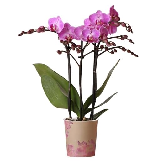 Orchid Phalaenopsis Vienna - Moth Orchid - Real Indoor Houseplant - Live Plant for Living Room, Bedroom, Office - Indoor Plant Decor (9cm Pot, 30-40cm)