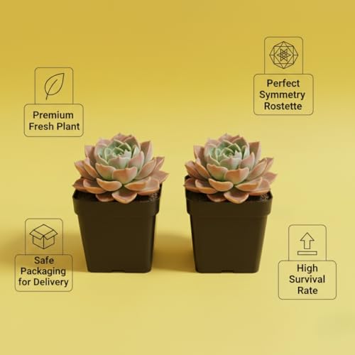 Image of Laxmi Kamal Live Succulent Plant Combo by BloomBrightly - Beautiful Rosette Shape Natural Indoor Plants, Ideal for Home Decor, Office Desks, and Gifting (Pack of 2)
