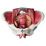 Modèle d'appendice pelvien féminin, de vaisseaux sanguins et d'extension nerveuse : Le modèle se compose de quatre parties : plan sagittal pelvien et plan sagittal pelvien, montrant la structure pelvienne féminine, les organes reproducteurs, les organes pelviens, les vaisseaux sanguins et les nerfs.