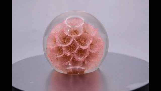 Image of 60mm Real Rose Pink Windmill Fruit Starflower Flower Pincushion Seeds in Clear Lucite Resin Paperweight Scabiosa Stellata Anniversary Wedding Valentine Mother's Day Gift Herbarium Display Collection