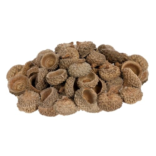 Cáscaras naturales de bellota para manualidades 50 piezas