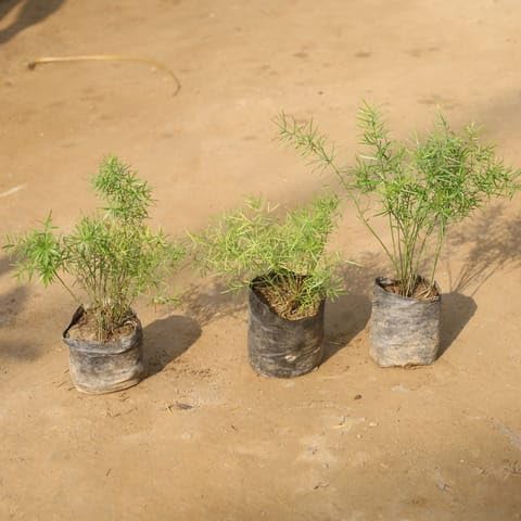 Best Nursery Set Of 3 - Asparagus Mary in 4 Inch Plant Nursery Bag-image-47
