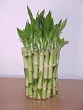 Unique Wedding Favor - 50 Stems of Lucky Bamboo 6 inch