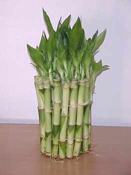 Unique Wedding Favor - 50 Stems of Lucky Bamboo 6 inch