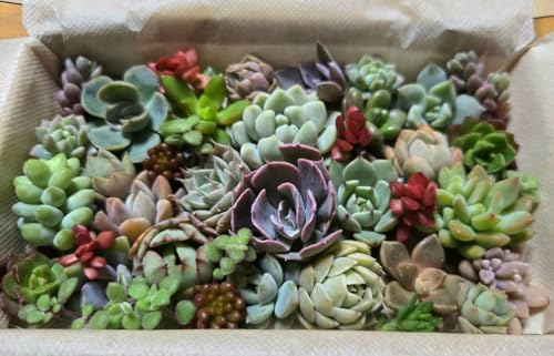 多肉植物 苗 セット 観葉植物」の人気商品一覧 | 安い商品を通販サイト