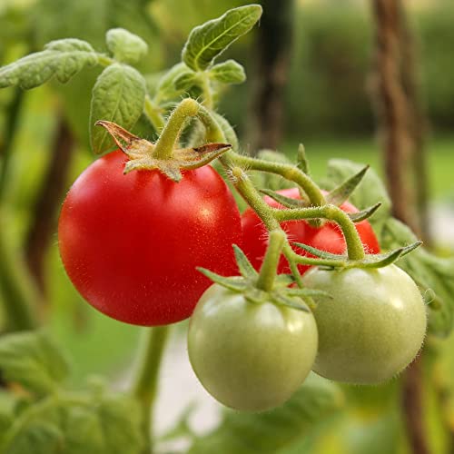 Tke Farms - Large Red Cherry Tomato Seeds For Planting, 300 Mg Approx. 100 Seeds, Solanum Lycopersicun #TOP3