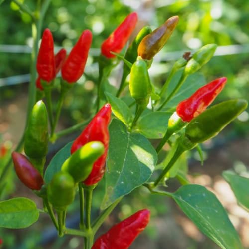100PCS Thai Birdseye Chili Pepper Seeds Fresh Hot Pepper Garden