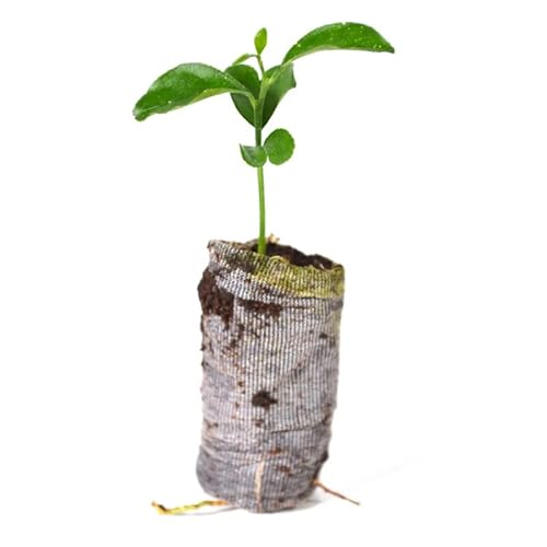 Etrog Citron Tree Live Starter Plant, 2 Inc Tall Citrus Fruit Plant Starter Plug For Planting #TOP3