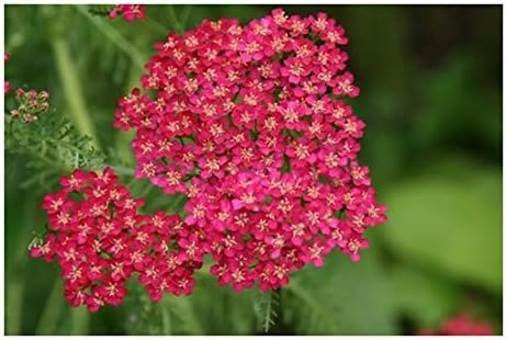 RP Seeds Achillea millefolium Cerise Queen (Yarrow) - 100 Seeds