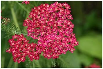 RP Seeds Achillea millefolium Cerise Queen Yarrow - 100 Seeds