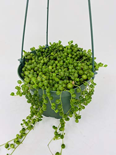 Jmbamboo - Large String Of Pearls Succulent- 6" Hanging Basket - Senecio - Easy To Grow #TOP2