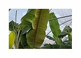 Stk - 10x Musa cheesmanii Cheesmans Bananen Baum Pflanzen - Samen ID1689 - Seeds & Plants Shop by...