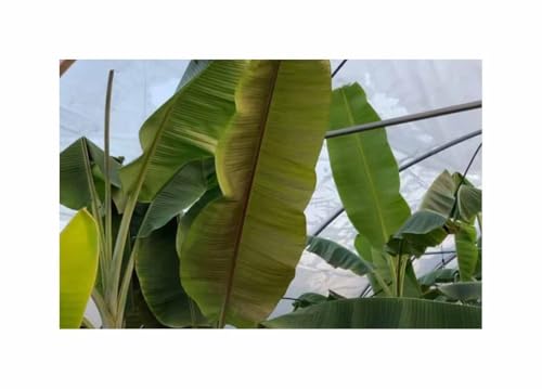 Pcs - 10x Musa Cheesmanii, Cheesmans Banana Tree Plants - Seeds ID1689 & Plants Shop by Ipsa