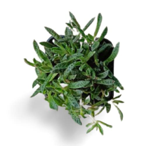 See full amazon price history chart for OhhSome Succulent Plant Crassula Picturata Tiger Jade Pet Friendly Plants Live - Computer Table|House|Office Desk|Garden (Healthy Plant) OhhSome Succulent Plant Crassula Picturata Tiger Jade Pet Friendly Plants Live - Computer Table|House|Office Desk|Garden (Healthy Plant) (B09K4JT7NX) Amazon Price History, Amazon Price Tracker