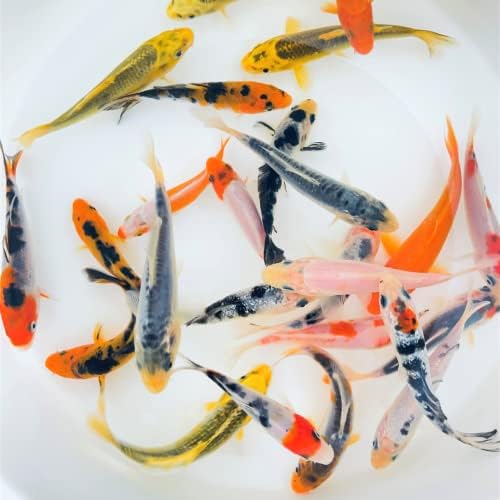 Toledo Goldfish Standard Fin Koi from, Variety of Colors and Patterns - Perfect for Ponds or Aquariums - 4-5 Inches, 5 Count