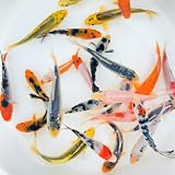 Toledo Goldfish Standard Fin Koi from, Variety of Colors and Patterns - Perfect for Ponds or Aquariu