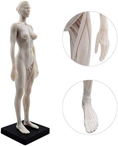 TT DENTAL 11 Inch Female Human Anatomy Model of Art Anatomy Figure(White)