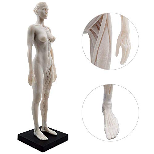 Human Body Musculoskeletal Anatomical Model For Study And Teaching (30Cm3) #TOP4