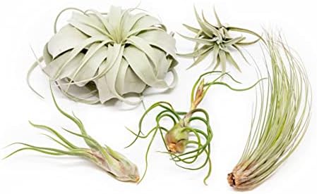 Pack of Large Tillandsia Air Plants - Xerographica, Juncea, Bulbosa, Caput Medusae & Harrisii- Live Succulent House Plants Availabe in Wholesale and Bulk- Home and Garden Decor - Easy Care Indoor and Outdoor Plants (Pack of 5)