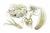 Pack of Large Tillandsia Air Plants - Xerographica, Juncea, Bulbosa, Caput Medusae & Harrisii- Live