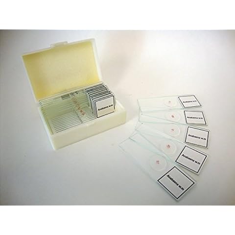 Prepared Slide, Anabaena, Classpack of 15 Sides Cover