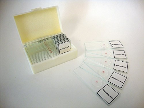 Prepared Slide, Anabaena, Classpack of 15 Sides