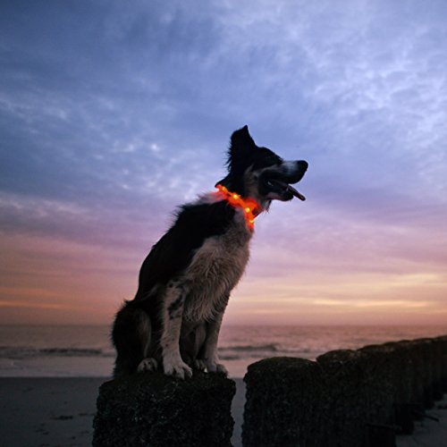 Led Dog Necklace Collar - Usb Rechargeable Loop - Available In 6 Colors - Makes Your Dog Visible, Safe & Seen #TOP1